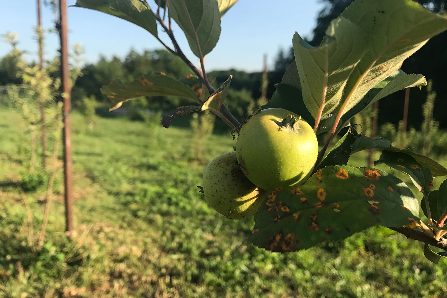 Living and Breathing | The Birth of a Cider
