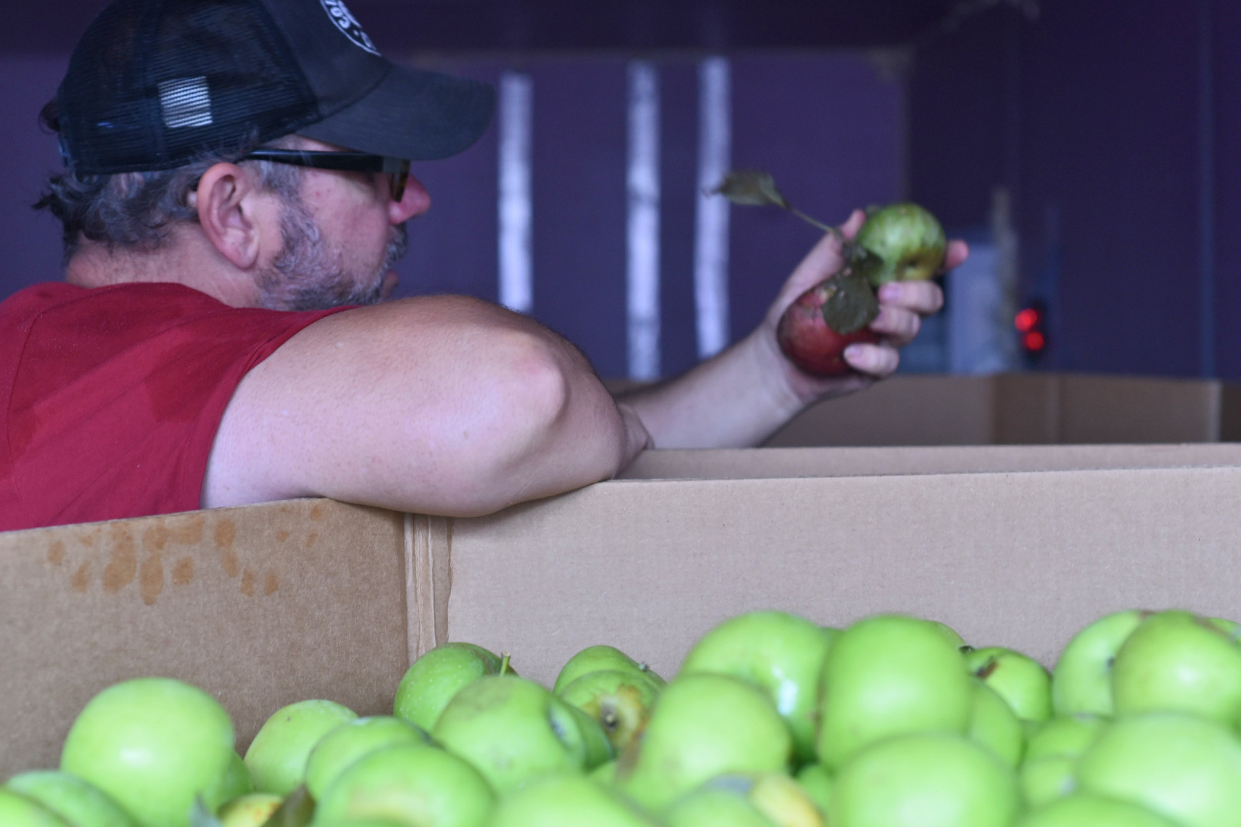 Eric Cioffi, co-owner of Courthouse Creek Cider, checking out the Northern Spy apples.